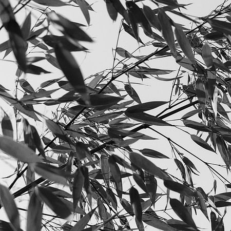 Leaves Still