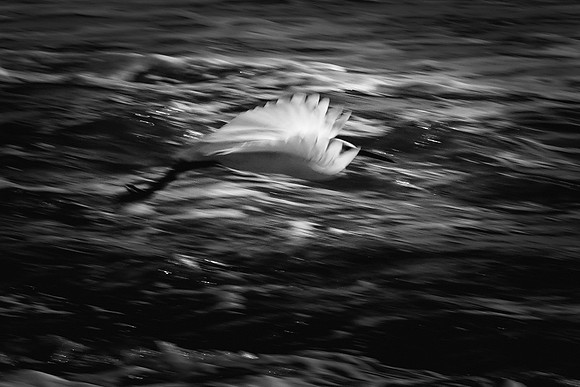 Egret