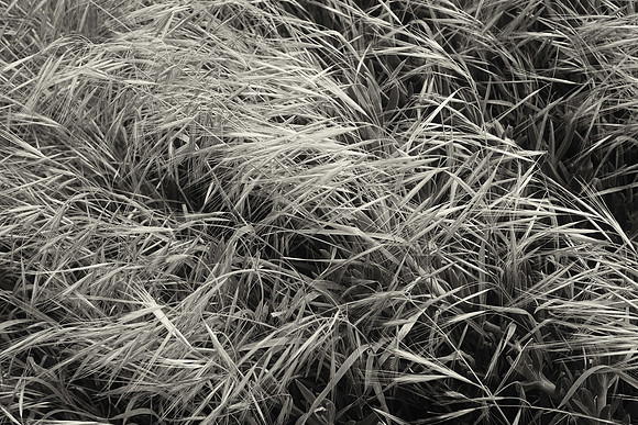 Marsh