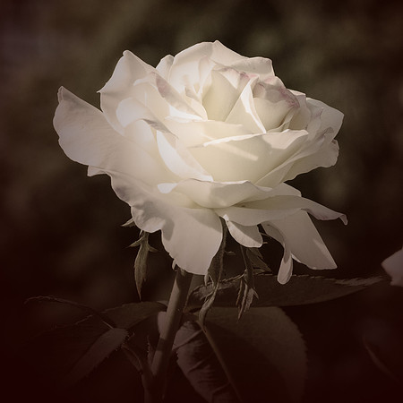 Marie's Rose